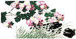 芙蓉