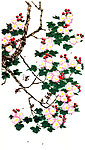 芙蓉