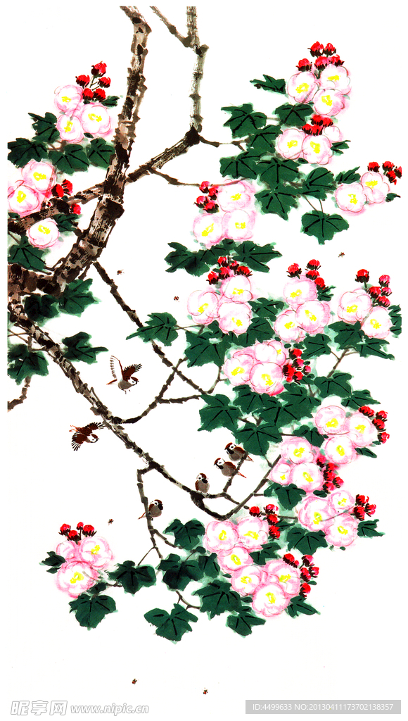 芙蓉