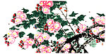 芙蓉花