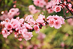 春意 春色 桃花