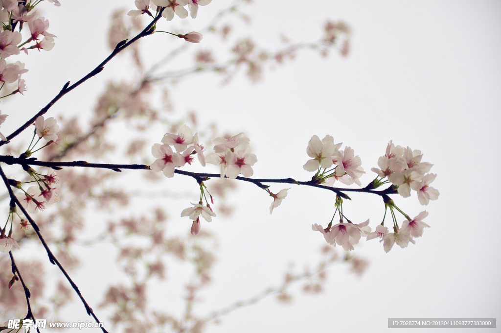 樱花