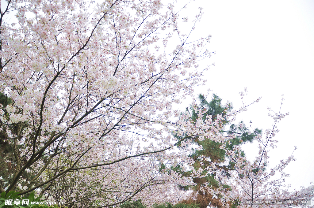 樱花