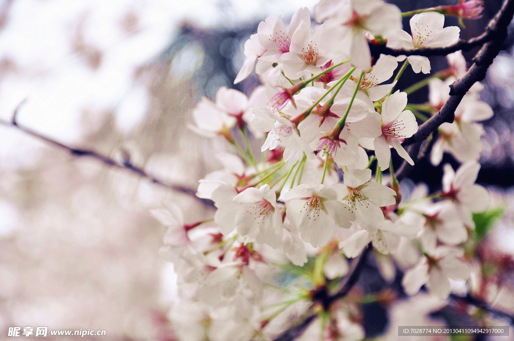 樱花