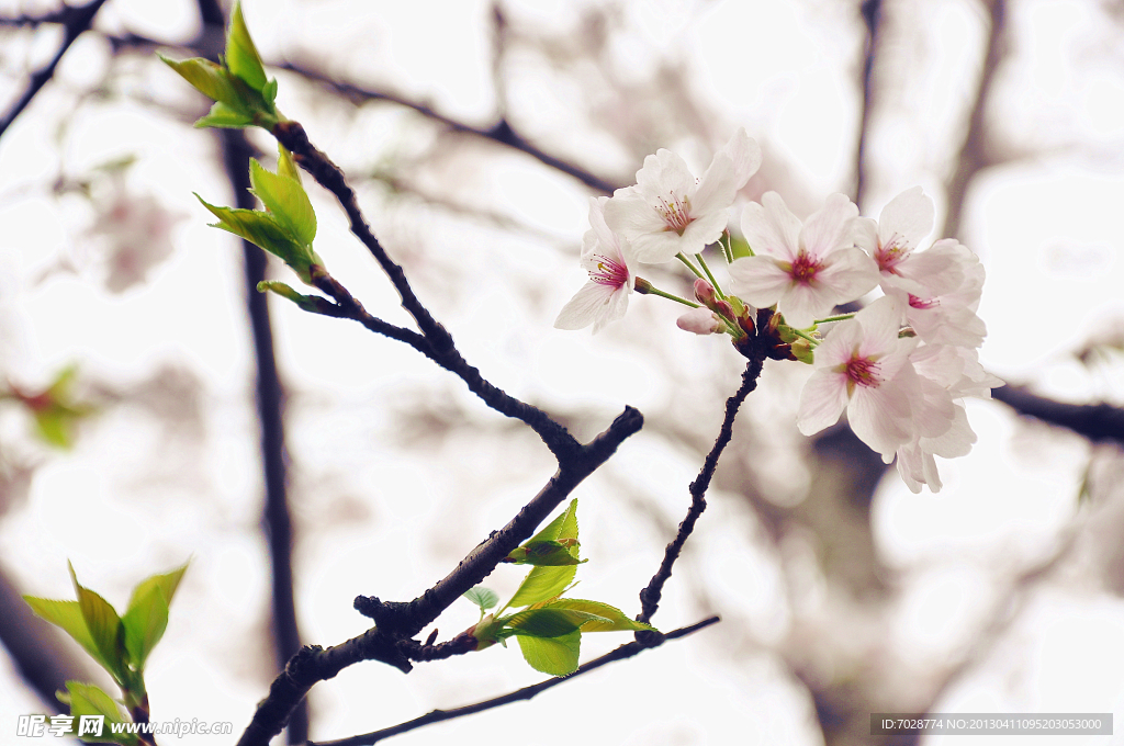 樱花