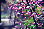 桃花灼灼