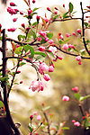 桃花灼灼