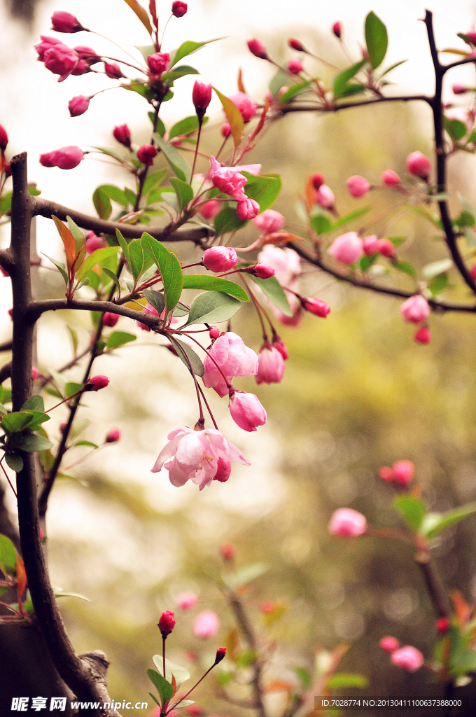 桃花灼灼