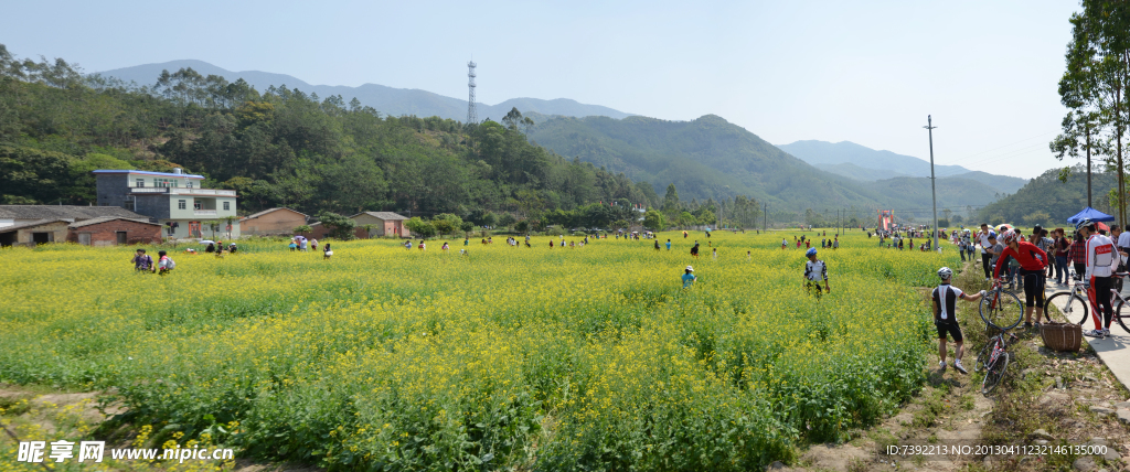 骑行赏油菜花