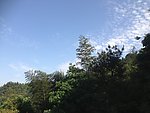 竹林