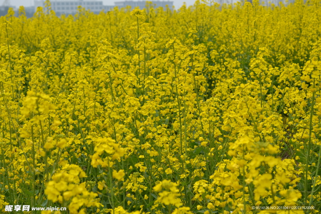 油菜