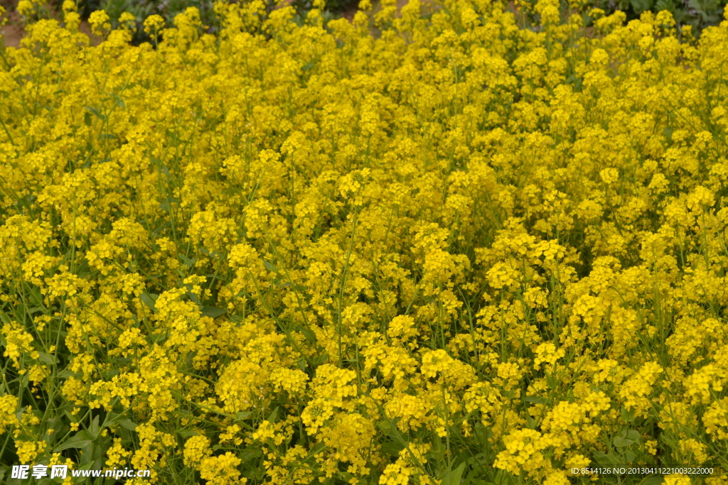油菜花