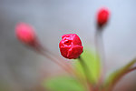 花蕊