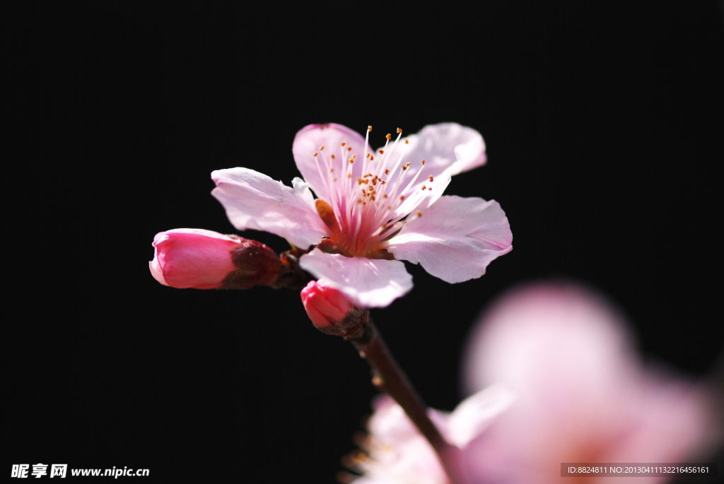 桃花