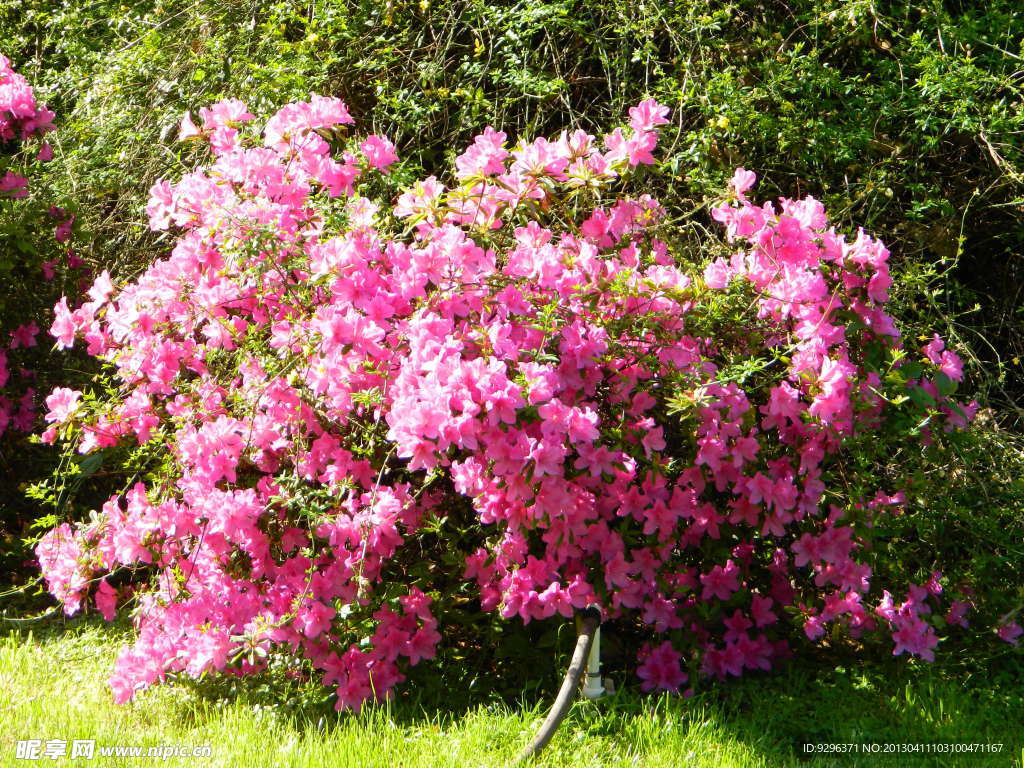 杜鹃花