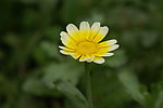 黄色 小花 野菊