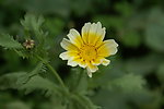黄色小花 野菊