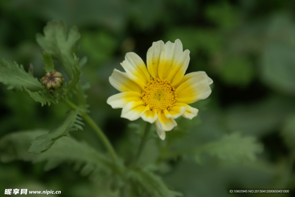 黄色小花 野菊