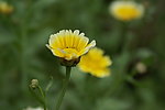 黄色小花 野菊