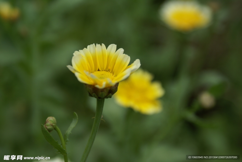 黄色小花 野菊