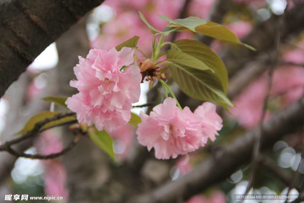 樱花