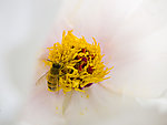 牡丹花蕊