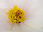 牡丹花蕊