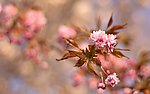 山茶花