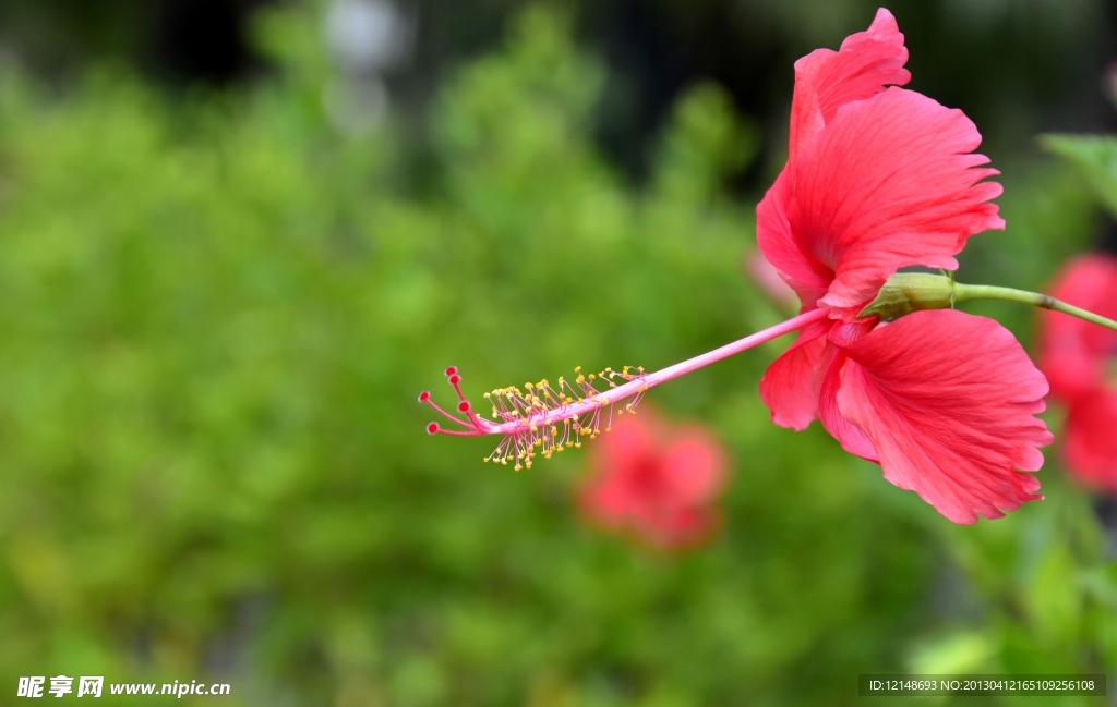 扶桑花