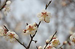 梅花