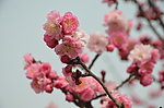 梅花