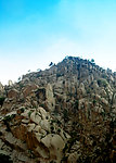 风景桦树