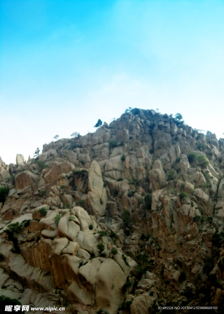 风景桦树