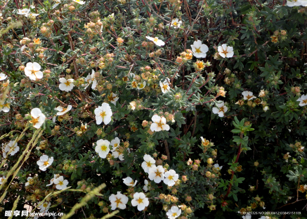 小白花