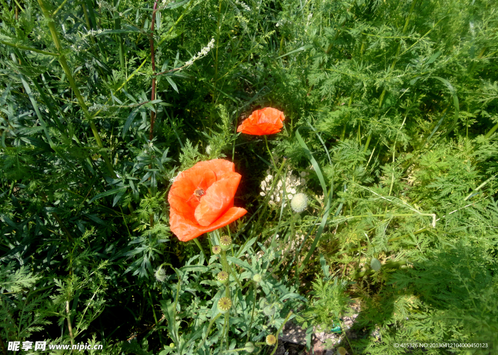 小黄花