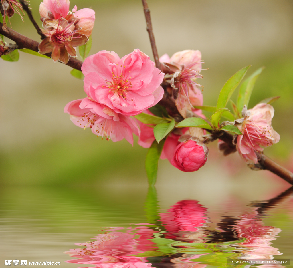 桃花
