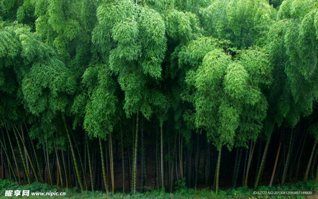 竹林