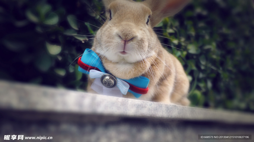 兔子
