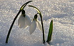 雪滴花
