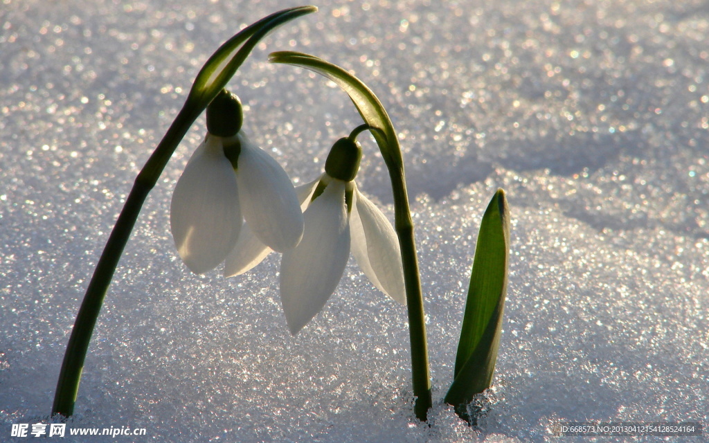 雪滴花