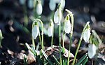 雪滴花