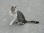 平江路的猫