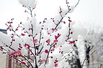 梅花