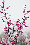 梅花