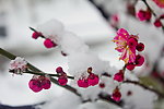 梅花