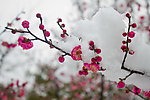 梅花