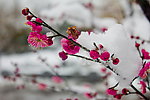 梅花