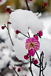 梅花