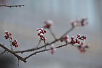 桃花含苞