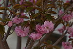 樱花树